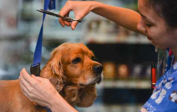 Best Dog Grooming Center in Dubai