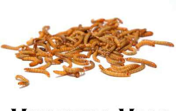 The Importance of mealworms: A Comprehensive Guide