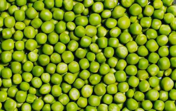 Pea Starch Market Size, Regional Demand, Trend, Growth, Outlook with Forecast