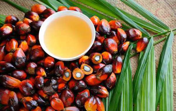 North America and Europe Palm Derivatives Market Share, Forecast, Key Player, Regional Size